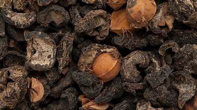 Dakshayanii Amla - Koshbazaar - 