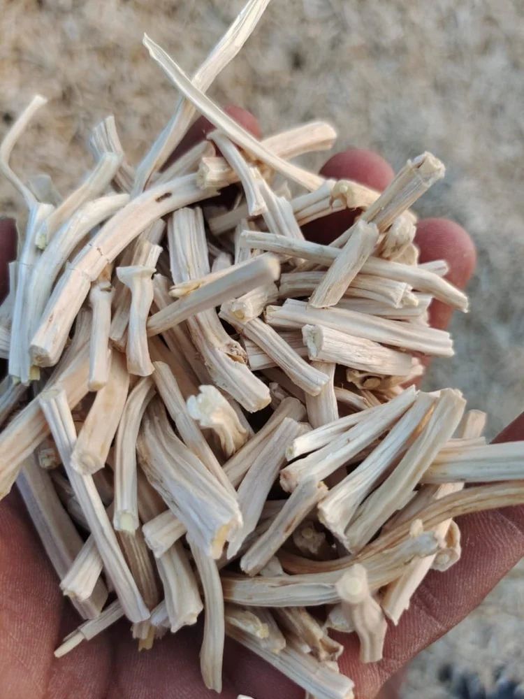 Dakshayanii Shatavri Orangic Dried Roots - Koshbazaar - 